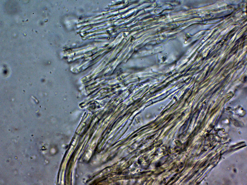 Un hydnoide corticale da identificare